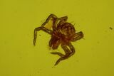 Fossil Spider Exuviae, a Mite and Two Flies in Baltic Amber #183529-1